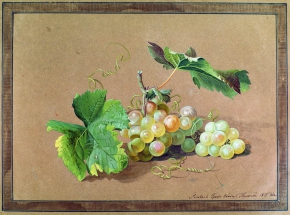 Толстой Фёдор Петрович (1783-1873) , Ветка винограда , 1817 год 