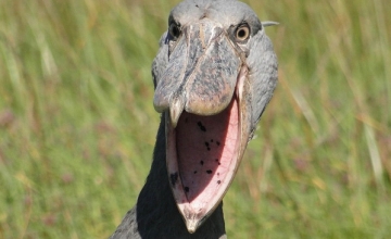 Истошный крик пеликанов