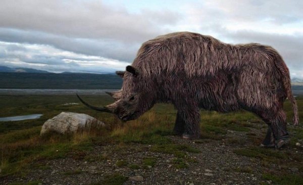 Ученые из России и США впервые сравнят ДНК шерстистого и современного носорога