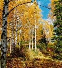 Природные зоны. Леса России