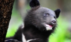 Четыре гималайских медвежонка стали новоселами Приморского сафари-парка