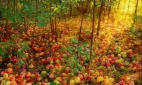 Яблочные ковры, или Можно ли сохранить культуру, потеряв крестьянство
