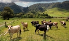 Правительство РФ не будет ограничивать поголовье скота в личных подсобных хозяйствах 