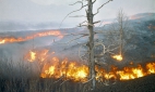 Лесной пожар на площади 850 га действует на Камчатке