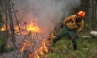 Площадь лесных пожаров в России выросла до 10 тыс. га