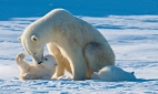 Лебединое озеро и спасение белых медведей